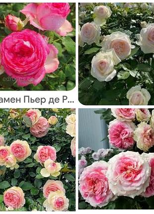 Розы плетистые пьер де ронсар  или эден роуз  280 и 380 , , пале рояль 380 , , цикламен пьер де ронсар 550 грн  ,  цезарь 280-380  скарлет меяндекор .