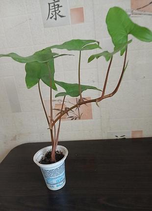 Продам молодые саженцы согнонима. 5