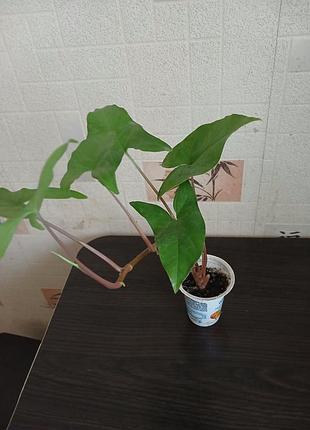 Продам молодые саженцы согнонима. 6