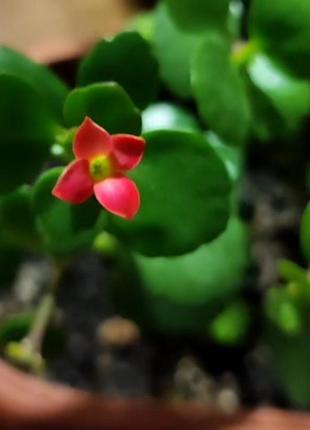 Каланхоэ с горшком 🌱 4
