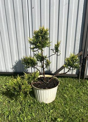 Заготовки нівакі бонсай туя складчаста корнік (thuja plicata kornik)