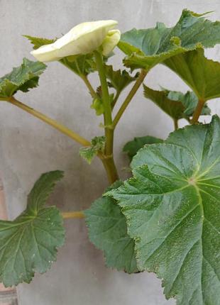 Бегония крупноцветочная белая 3