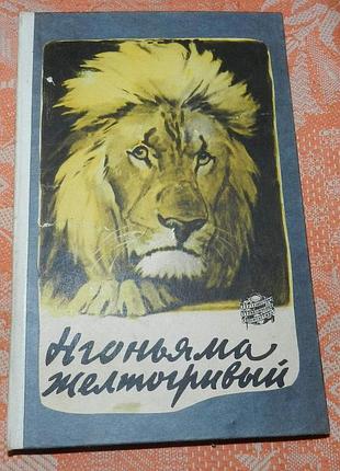 Эрнст гленвилл. нгоньяма желтогривый
