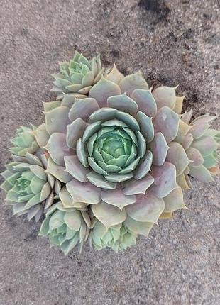 Сортовые уличные суккуленты молодило sempervivum выдерживают засухую и мороз.