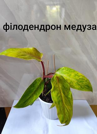 Філодендрон медуза, біла принцеса, майо