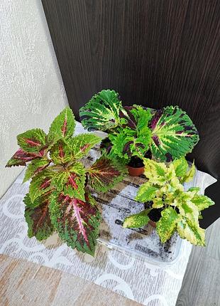 Колеус (coleus)
