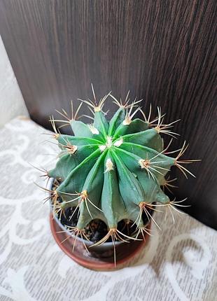 Кактус (ferocactus) 2