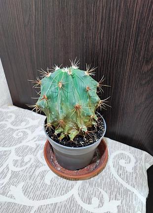 Кактус (ferocactus) 3