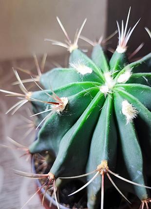 Кактус (ferocactus) 4