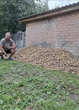 Картофель белая росса выращена в с. ивановка чернгивского района 25грн/кг