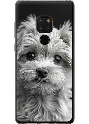 Чехол на huawei mate 20 мальтипу на черном фоне из пластика fch_0172578