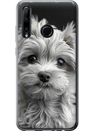 Чехол на huawei honor 10i мальтипу на черном фоне из силикона fch_0172569