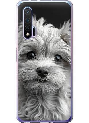 Чехол на huawei nova 6 мальтипу на черном фоне из силикона fch_0172564