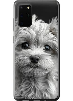 Чехол на samsung galaxy s20 plus мальтипу на черном фоне из пластика fch_0141605