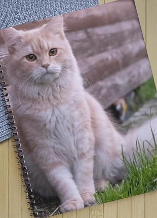 Зошит коты на пружине 48 аркушів лінія (33704)