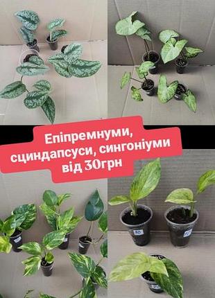 От 30грн эпипремнуми новинка hicolor и гавайский крупнолистовой ауреум вариегатные марбл квин пиктус сциндапсус сингоним филоэндрон бразил