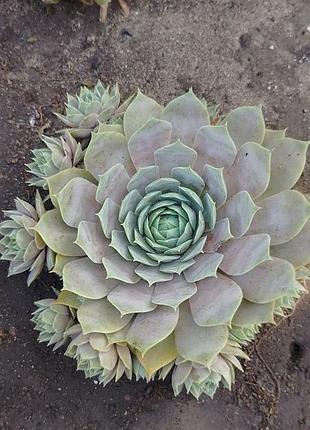 Сортовые уличные суккуленты молодило sempervivum выдерживают засухую и мороз.