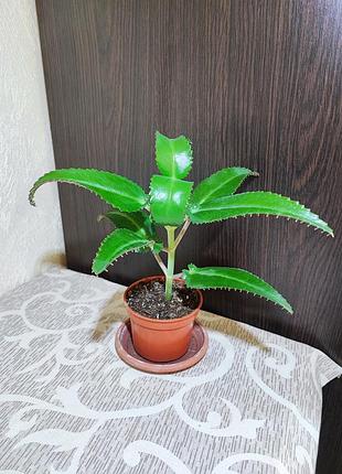Каланхое дегремона (kalanchoe daigremontiana)