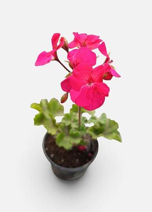 Пеларгония зональная ярко-малиновая, калачик, герань pelargonium zonale, комнатный цветок