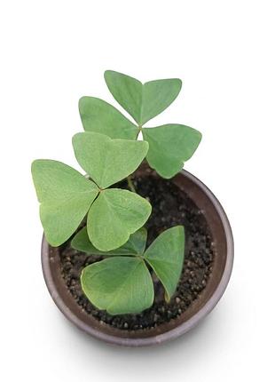Оксалис, кислица зеленая амбер, oxalis triangularis amber, комнатный цветок