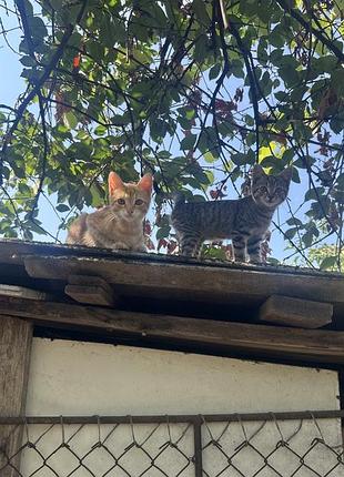 Котики в хороші руки мукачево 🐈