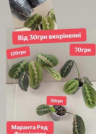 Від 30грн маранта ред фасцінатор