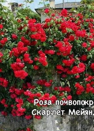 Роза красная скарлет меяндекор