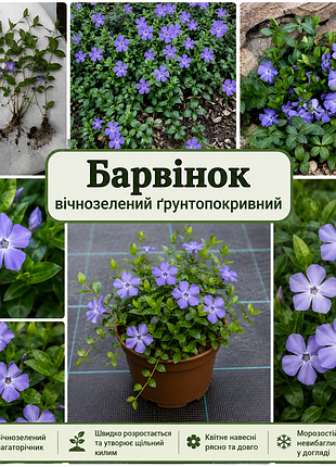 Барвінок , вічнозелений килим , ґрунтопокривний