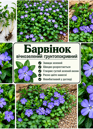 Вічнозелений килим , грунтопокривний , почвопокривный барвінок , ґрунтопокривний