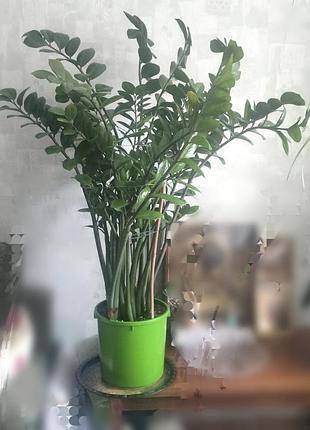 Комнатное растение замиокулькас