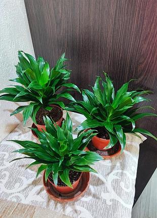 Драцена запашна компакта (dracaena fragrans compacta)