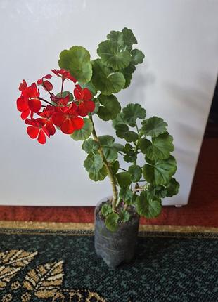 Пеларгонія