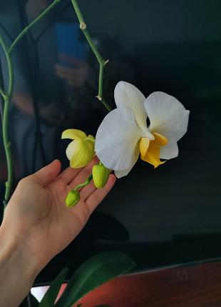Белая орхидея