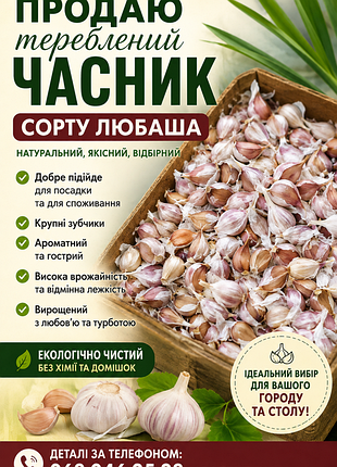 Продам чистящий чеснок, сорта любимей.