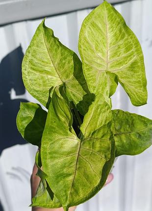Сингониум манго алюжн