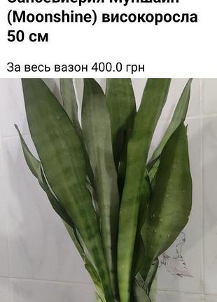 Продаж комнатных растений 2