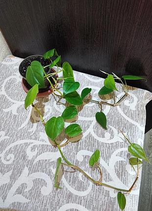 Филодендрон сердцеобразный (philodendron hederaceum) 2