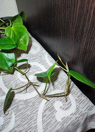 Филодендрон сердцеобразный (philodendron hederaceum) 3
