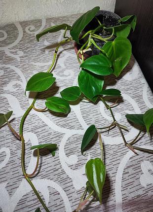 Филодендрон сердцеобразный (philodendron hederaceum) 4