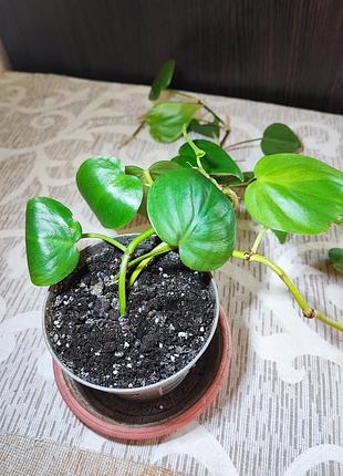 Филодендрон сердцеобразный (philodendron hederaceum) 5