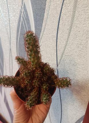 Кактус нежный 2
