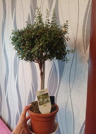 Мирт цветовое