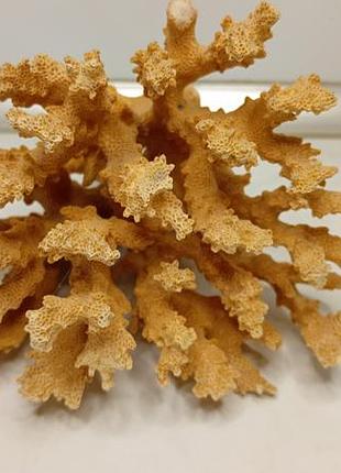 Натуральный морской коралл акропора (acropora) натуральный морской коралл