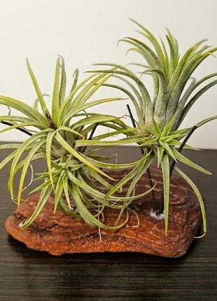 Композиция из двух растений tillandsia ionantha
воздушные цветы. горшок не нужен