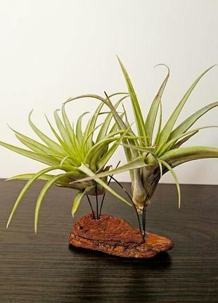 Тилландсия брохикалус (tillandsia brachycaulos)
