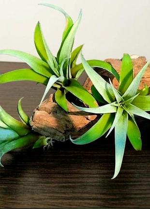 Тилландсия капитата (tillandsia capitata)