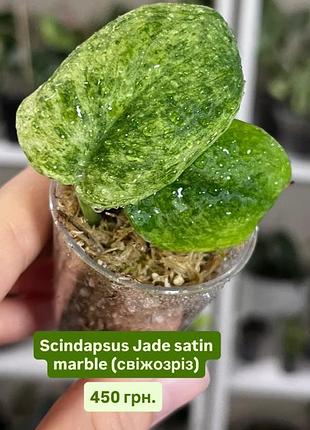 Сциндапсус / scindapsus jade satin variegated