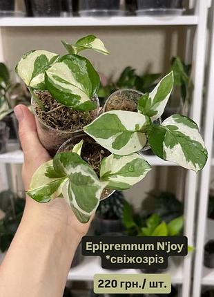 Епіпремнум / epipremnum n’joy