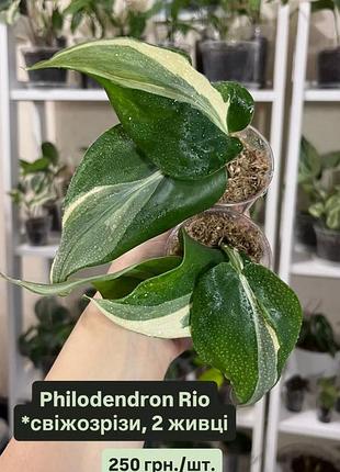 Філодендрон / philodendron rio/ hederaceum var.