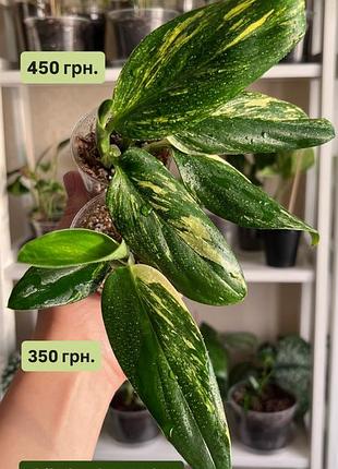 Філодендрон / philodendron: rio, hederaceum variegated, cobra 3